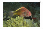 Freckled Hawkfish by Anonymous