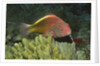 Freckled Hawkfish by Anonymous