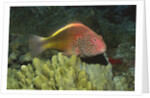 Freckled Hawkfish by Anonymous