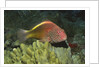 Freckled Hawkfish by Anonymous