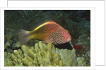 Freckled Hawkfish by Anonymous