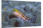 Bath's Blenny by Anonymous