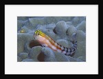 Bath's Blenny by Anonymous