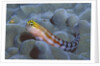Bath's Blenny by Anonymous