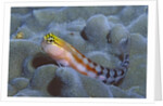 Bath's Blenny by Anonymous