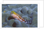 Bath's Blenny by Anonymous