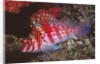 Dwarf Hawkfish by Anonymous