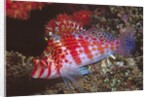 Dwarf Hawkfish by Anonymous