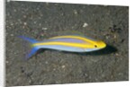 Double Whiptail by Anonymous