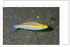 Double Whiptail by Anonymous