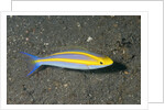 Double Whiptail by Anonymous
