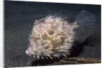 Leafy Filefish by Anonymous