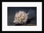 Leafy Filefish by Anonymous