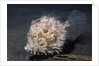 Leafy Filefish by Anonymous