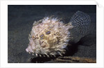 Leafy Filefish by Anonymous