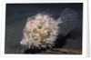 Leafy Filefish by Anonymous