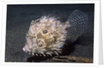 Leafy Filefish by Anonymous