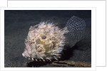 Leafy Filefish by Anonymous