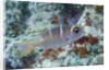 Humpnose Bigeye Bream sub-adult by Anonymous