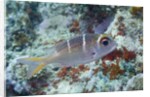 Humpnose Bigeye Bream sub-adult by Anonymous