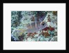Humpnose Bigeye Bream sub-adult by Anonymous