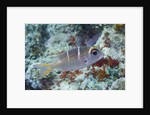 Humpnose Bigeye Bream sub-adult by Anonymous