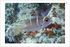 Humpnose Bigeye Bream sub-adult by Anonymous