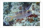 Humpnose Bigeye Bream sub-adult by Anonymous