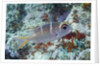 Humpnose Bigeye Bream sub-adult by Anonymous