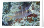 Humpnose Bigeye Bream sub-adult by Anonymous