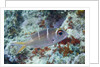 Humpnose Bigeye Bream sub-adult by Anonymous
