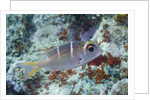 Humpnose Bigeye Bream sub-adult by Anonymous