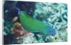 Chain-Lined Wrasse by Anonymous