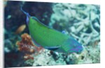 Chain-Lined Wrasse by Anonymous