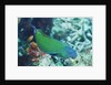 Chain-Lined Wrasse by Anonymous