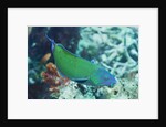 Chain-Lined Wrasse by Anonymous
