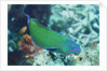 Chain-Lined Wrasse by Anonymous