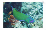 Chain-Lined Wrasse by Anonymous