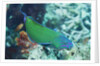 Chain-Lined Wrasse by Anonymous