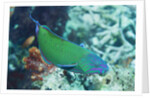 Chain-Lined Wrasse by Anonymous