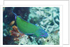 Chain-Lined Wrasse by Anonymous