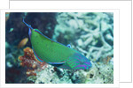 Chain-Lined Wrasse by Anonymous