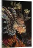 Common Lionfish closeup by Anonymous