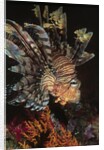 Common Lionfish closeup by Anonymous