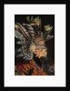 Common Lionfish closeup by Anonymous