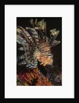 Common Lionfish closeup by Anonymous