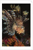 Common Lionfish closeup by Anonymous