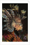 Common Lionfish closeup by Anonymous