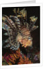 Common Lionfish closeup by Anonymous