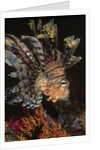 Common Lionfish closeup by Anonymous